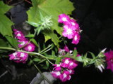 IMGP0990.JPG