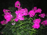 IMGP0988.JPG