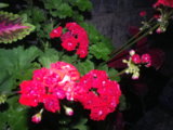 IMGP0992.JPG