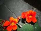 IMGP0994.JPG
