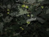 IMGP0986.JPG