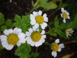 IMGP1005.JPG
