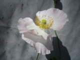 IMGP0960.JPG