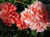 IMGP0961.JPG