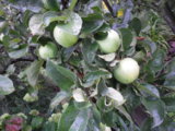 IMGP1047.JPG