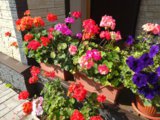 IMG_20180828_103739.jpg