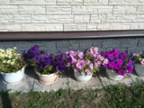 IMG_20180828_104405.jpg