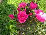 IMG_20180828_104112.jpg