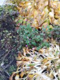 IMG_20191012_110137.jpg