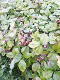 IMG_20191012_105628.jpg