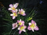 IMGP8679.JPG