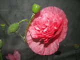 IMGP8661.JPG