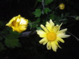 IMGP8668.JPG