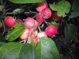 IMGP8669.JPG
