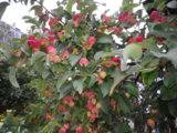 IMGP8670.JPG