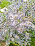 IMG_20200824_080632.jpg
