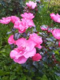 IMG_20200824_080716.jpg