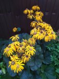 IMG_20200824_080829.jpg