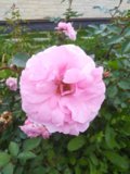 IMG_20200824_081649.jpg