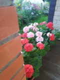 IMG_20200824_081802.jpg