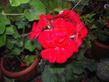 IMGP8744.JPG
