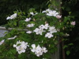 IMGP8755.JPG