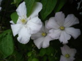 IMGP8760.JPG