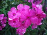 IMGP8764.JPG