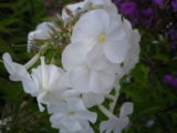 IMGP8768.JPG