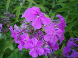 IMGP8769.JPG