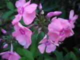 IMGP8765.JPG