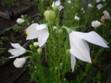 IMGP8776.JPG
