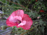 IMGP8792.JPG