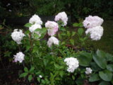 IMGP8784.JPG