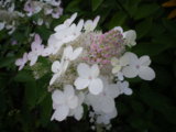 IMGP8790.JPG