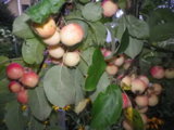 IMGP8785.JPG