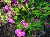 IMG_20250515_144819_1.jpg