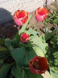 IMG_20250515_145040.jpg