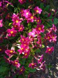 IMG_20250520_160915.jpg