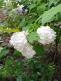 IMG_20250611_195028.jpg
