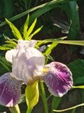 IMG_20250622_201613.jpg
