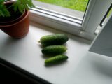 IMG_20250704_115044_MP.jpg