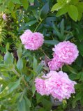IMG_20250703_190055.jpg