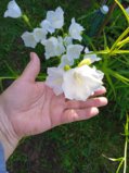 IMG_20250703_174104_1.jpg
