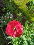 IMG_20250707_163015.jpg