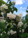 IMG_20250707_164057_1.jpg