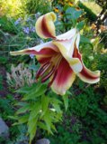 IMG_20250730_094718.jpg