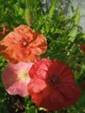IMG_20250725_093102_1.jpg