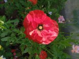 IMG_20250726_160046_1.jpg