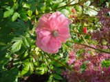 IMG_20250726_160054.jpg